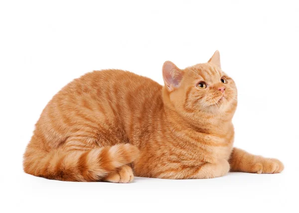 Piccolo gattino britannico rosso su sfondo bianco — Foto Stock