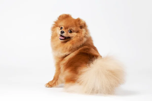 Pomeranian cachorro en blanco gradiente fondo — Foto de Stock