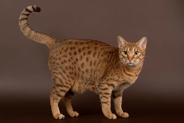 koyu kahverengi zemin üzerine tanımlık Ocicat erkek kedi
