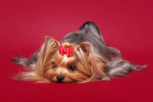 Junge yorkie auf dunkelrotem hintergrund — Stockfoto