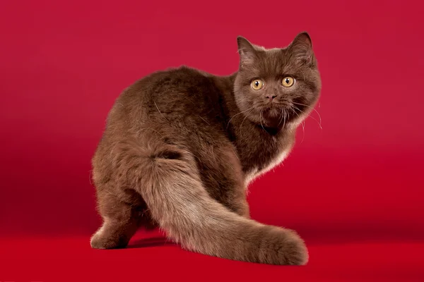 濃い赤の背景にイギリスの猫 — ストック写真