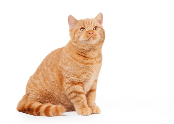 Small red british kitten on white background — Stock Photo, Image