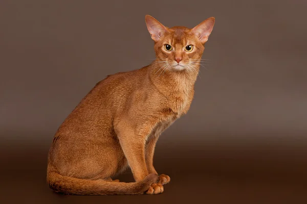 Ruddy abyssinian cat on black brown background — Stock Photo, Image