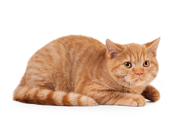 Small red british kitten on white background — Stock Photo, Image