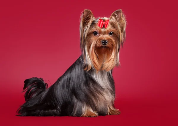 Junge yorkie auf dunkelrotem hintergrund — Stockfoto