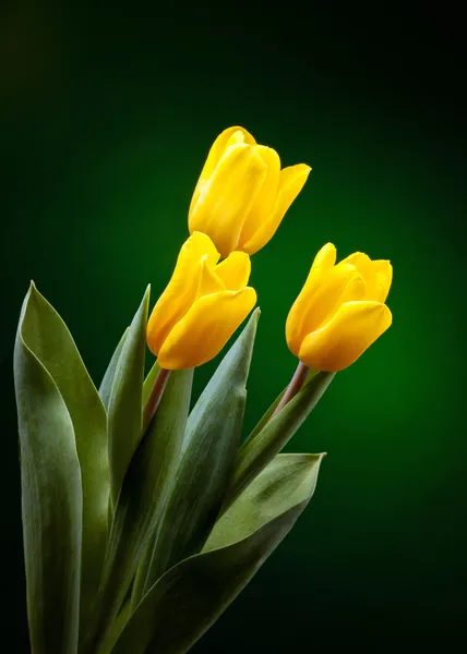 Желтый тюльпан на темно-зеленом фоне — стоковое фото