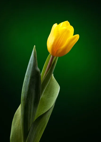Желтый тюльпан на темно-зеленом фоне — стоковое фото