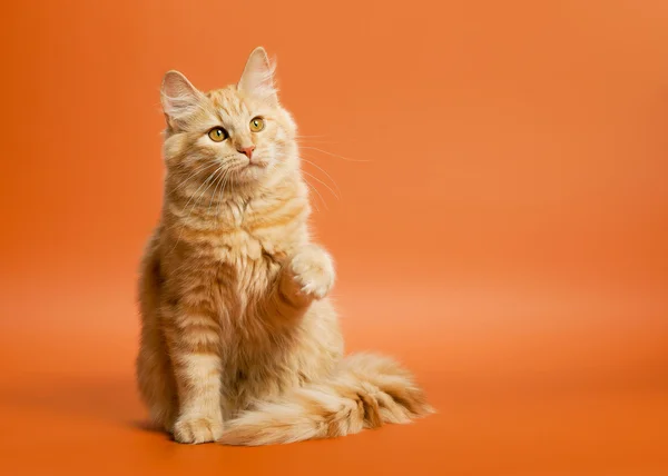 açık kahverengi renkli üzerinde küçük siberian kedi