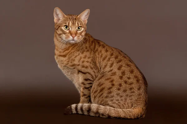 Gato macho ocicat no fundo marrom escuro — Fotografia de Stock