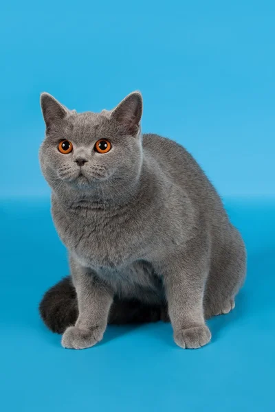 Blauw brits teef kat op licht blauw achtergrond — Stockfoto