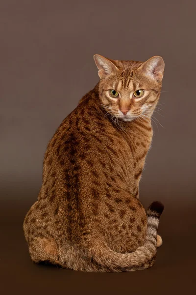Ocicat chat mâle sur fond brun foncé — Photo