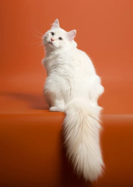 Chat sibérien tigre noir avec du blanc sur fond brun clair — Photo