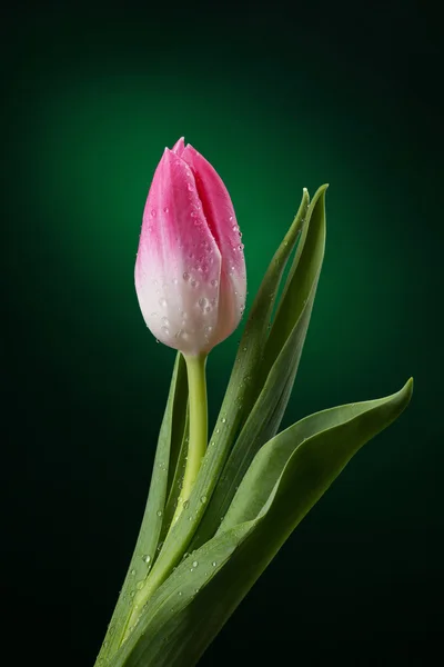 Tulip with water drops on dark green background — Stock Photo, Image