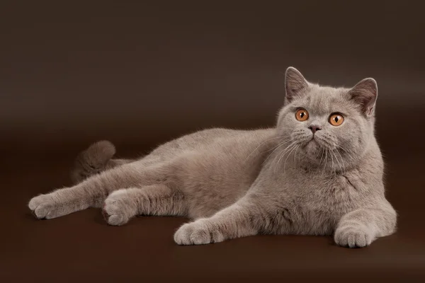 Lila Britische Katze auf dunkelbraunem Hintergrund — Stockfoto