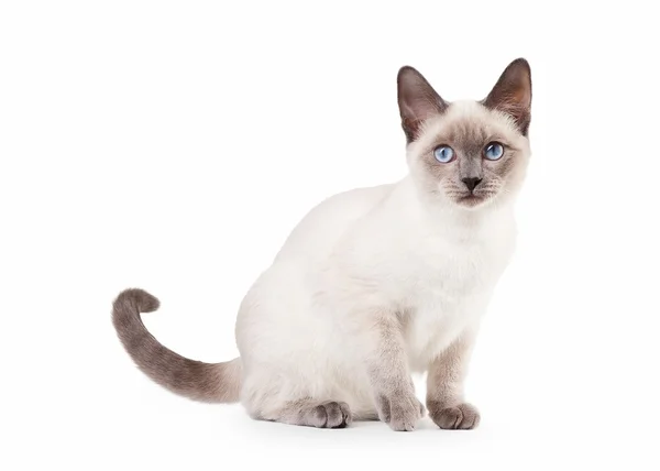 Тайский кот на белом фоне — стоковое фото