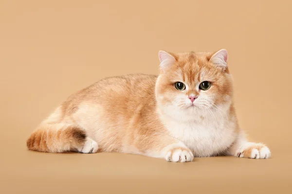 Young golden british cat on light brown background — Stockfoto