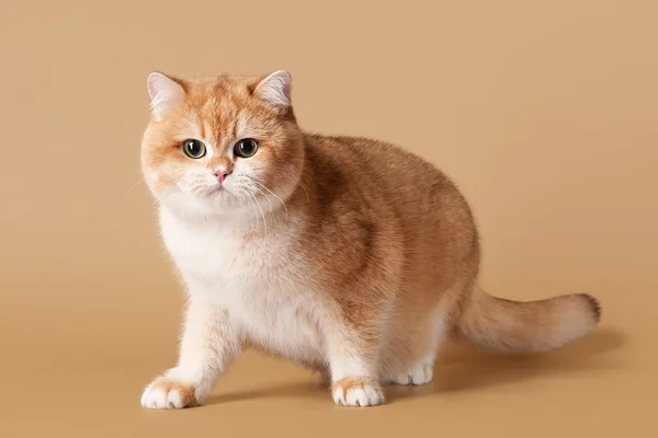 Молодий Золотий британський кіт на світлому фоні коричневий — стокове фото