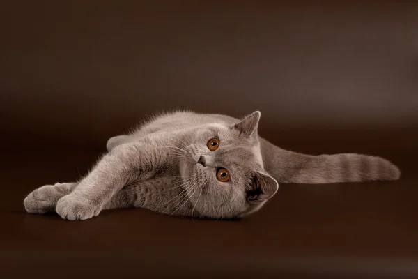 Lilac british female cat on dark brown background — Stock Photo, Image