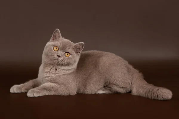 暗い茶色の背景にライラックのイギリスのメス猫 — ストック写真