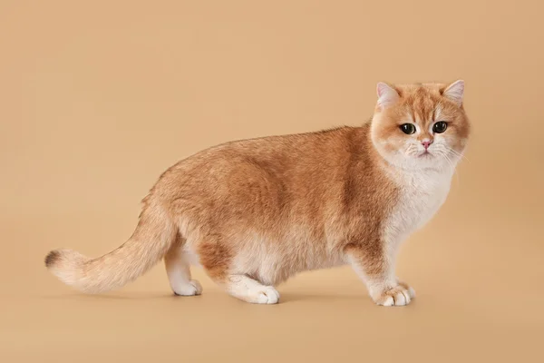 Young golden british cat on light brown background — ストック写真