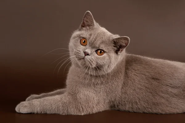 Lila Britische Katze auf dunkelbraunem Hintergrund — Stockfoto