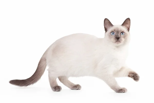 白地のタイ猫 — ストック写真