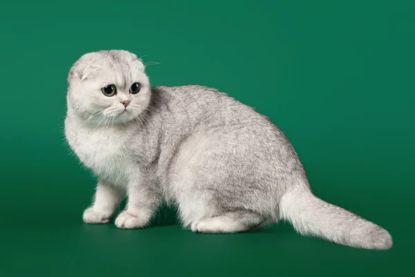Young silver british kitten on dark green background — Stock Photo, Image