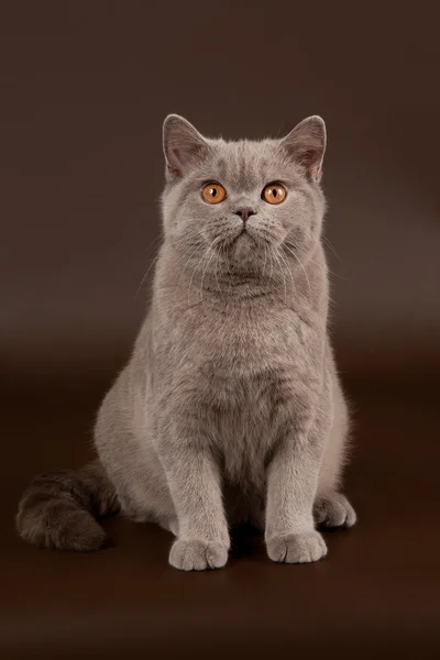 暗い茶色の背景にライラックのイギリスのメス猫 — ストック写真