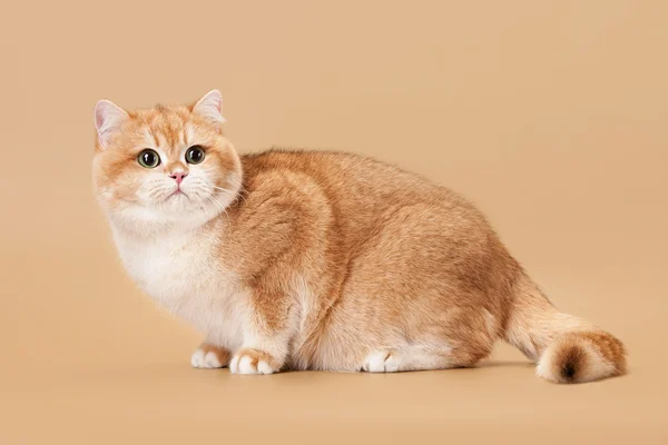 Young golden british cat on light brown background — Φωτογραφία Αρχείου