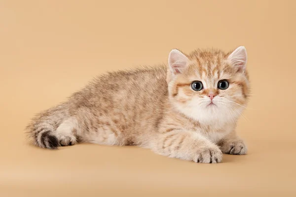 Small golden british kitten on light brown background — Stock Photo, Image