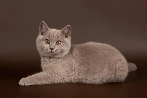 Pequeño gato británico lila sobre fondo marrón oscuro —  Fotos de Stock