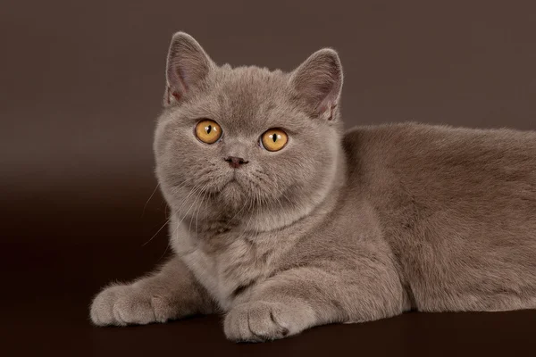 Lila gato femenino británico sobre fondo marrón oscuro — Foto de Stock