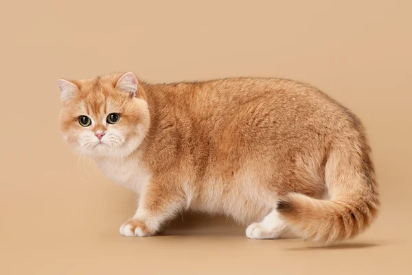 Young golden british cat on light brown background — ストック写真