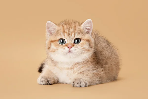 Μικρή χρυσή βρετανική γατάκι σε ανοιχτό καφέ φόντο — Φωτογραφία Αρχείου