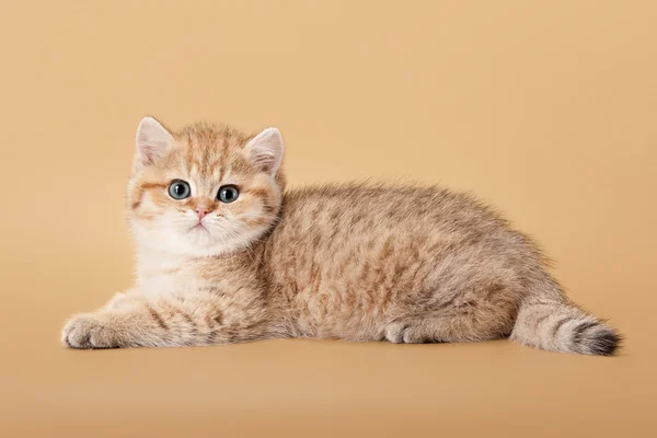 Açık kahverengi renkli üzerinde küçük altın İngiliz yavru kedi — Stok fotoğraf