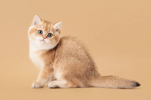 Pequeno gatinho britânico dourado no fundo marrom claro — Fotografia de Stock