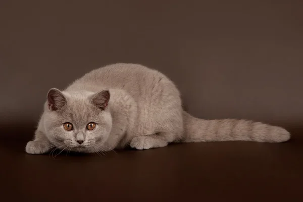 Small lilac british cat on dark brown background