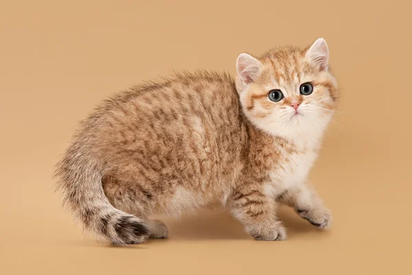 Small golden british kitten on light brown background — Stock Photo, Image