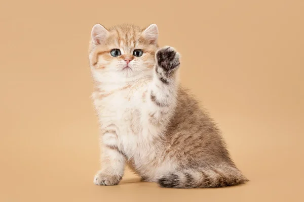 Gatito británico pequeño dorado sobre fondo marrón claro — Foto de Stock