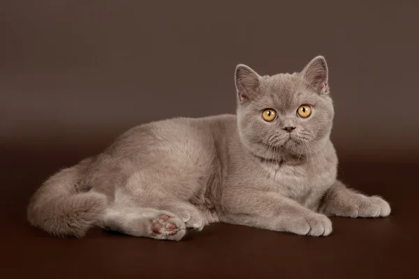 Lila brit nő macska, sötét barna háttér — Stock Fotó