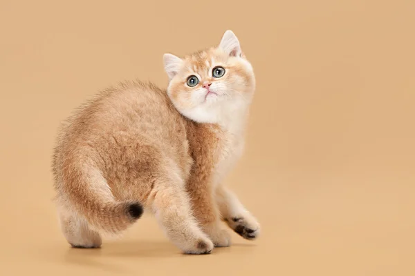 Gatito británico pequeño dorado sobre fondo marrón claro — Foto de Stock