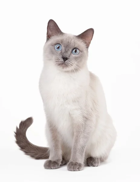 Thai katt på vit bakgrund — Stockfoto