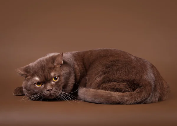 Gato británico sobre fondo marrón oscuro —  Fotos de Stock