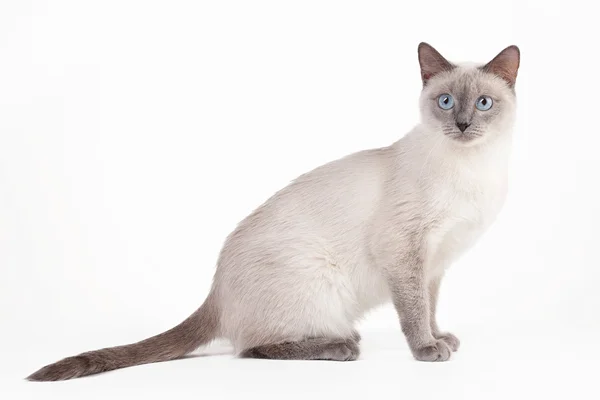 Tailandês gato no fundo branco — Fotografia de Stock