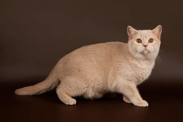 Kahverengi zemin üzerine İngiliz kedi — Stok fotoğraf