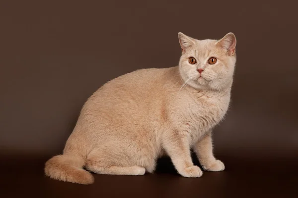 Gato británico sobre fondo marrón — Foto de Stock