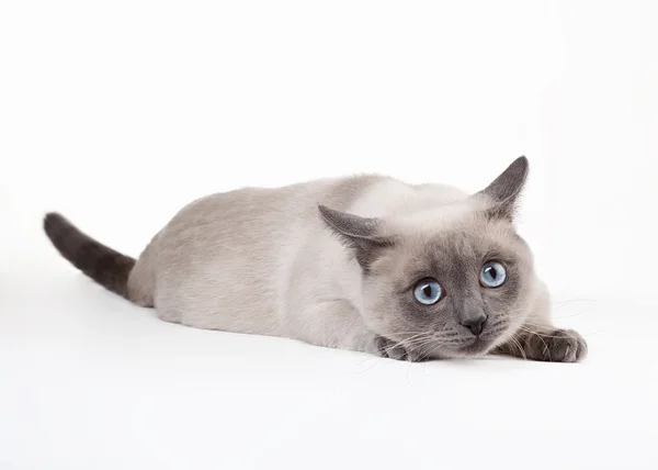 Thai cat on white background — Stock Photo, Image