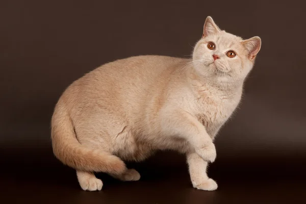 Britská kočka na hnědé pozadí — Stock fotografie