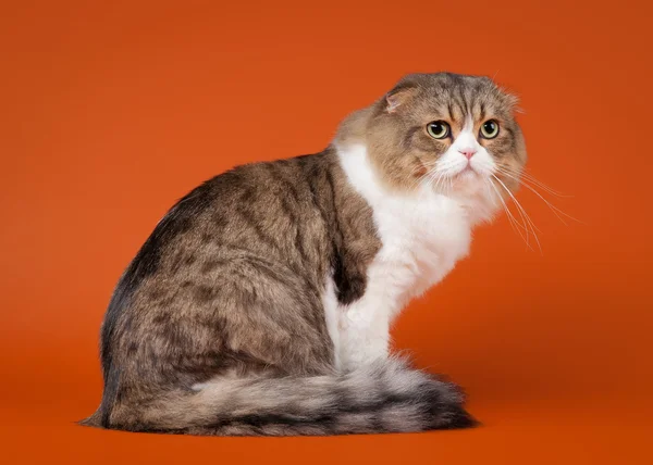 Jovem escocês highland fold gatinho no fundo marrom claro — Fotografia de Stock