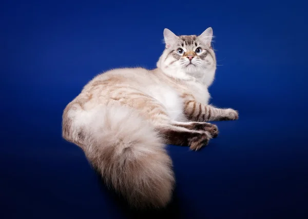Jonge Siberische Kat op donker blauwe achtergrond — Stockfoto